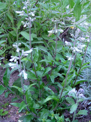 unknown_2.JPG