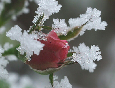 Rose_im_Dezmeber.jpg