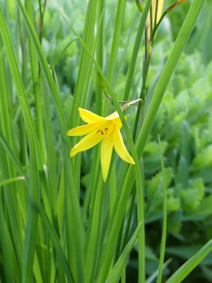 2021-06-01 Hemerocallis 1.jpg
