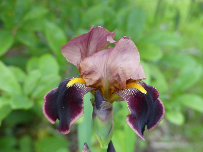 2021-06-01 Iris 2.jpg