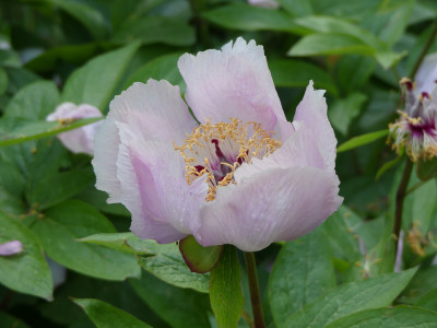 2021-06-01 Paeonia 2.jpg