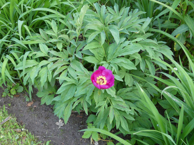 2021-06-01 Paeonia 3.jpg