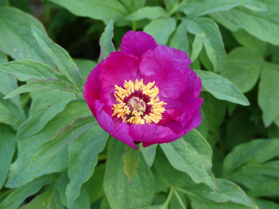 2021-06-01 Paeonia 4.jpg