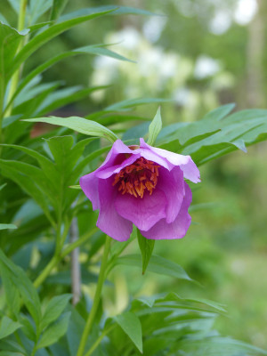 2021-06-01 Paeonia anomala 'Kola'.jpg