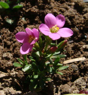 Centaurium chloodes21.jpg