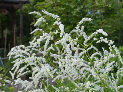 2021-06-01 Polygonum sericeum 2.jpg