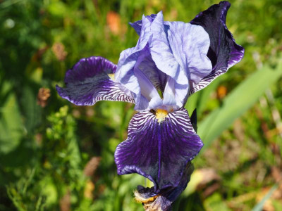 Rheintraube P6010197.JPG