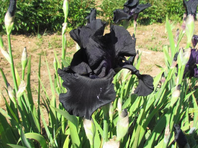 TB Black Suited.JPG
