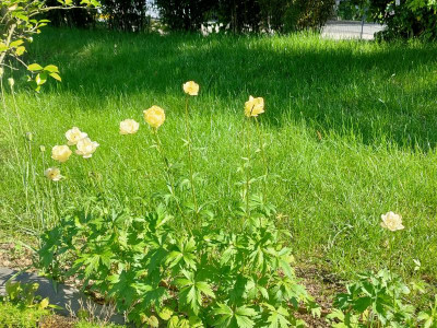 IMG20210601172944.jpg