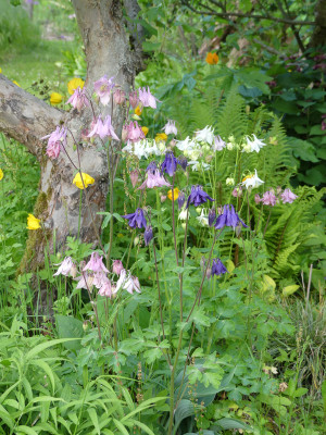 2021-06-01 Aquilegia.jpg