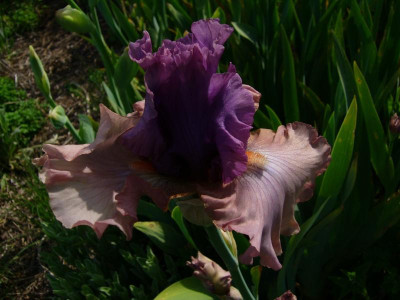 P1050550.JPG