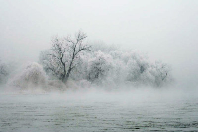 EviDonau071230_Artemisia.jpg
