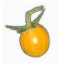 aurantiacum_avatar.jpg