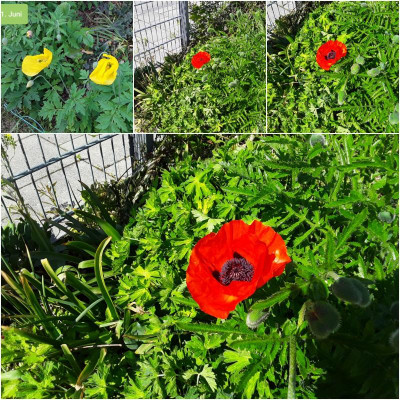 Papaver.jpg