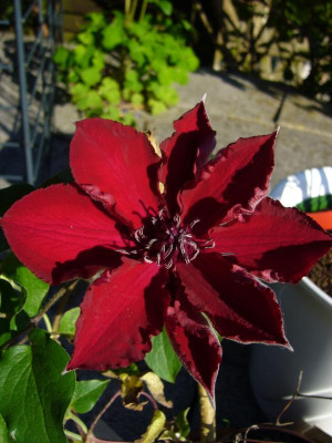 Clematis Nubia 1.JPG