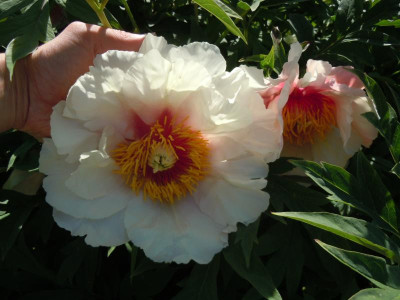 DSCN0910.JPG
