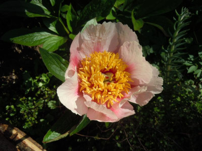 DSCN0918.JPG