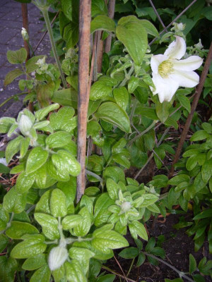 Clematis Thorpe Cloud 1.JPG