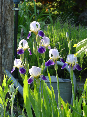 2021-06-02 Iris 2.jpg