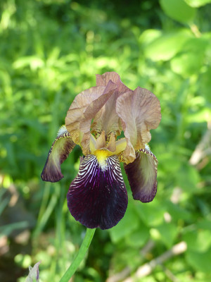 2021-06-02 Iris 1.jpg