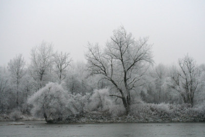 Donauraureif-3-a.jpg