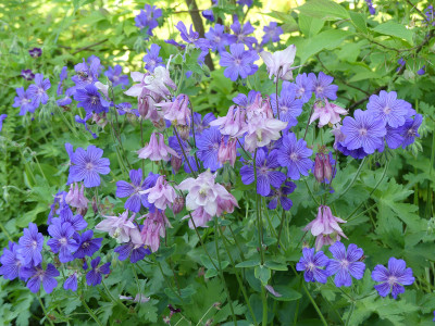 2021-06-02 Aquilegia 1.jpg
