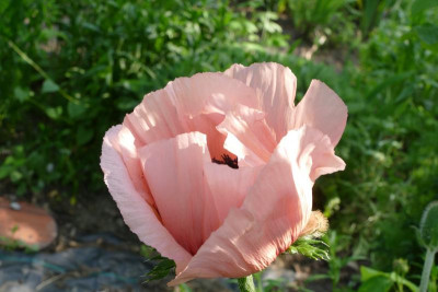 Papaver_Koenigin_Alexandra_P1020469.JPG