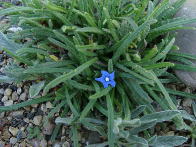 Anchusa caespitosa21.jpg