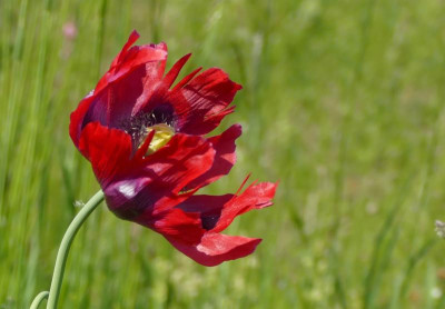 Papaver_somniferum_P1020458B.jpg