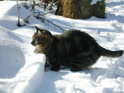 schneeball_werfen.jpg