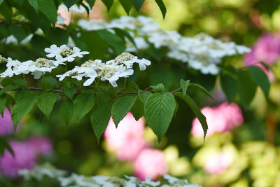 viburnum_plic_0206.jpg