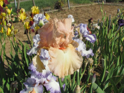 TB Acqua di Rosa.JPG