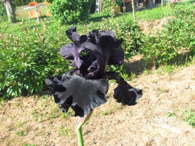 TB Black is Black.JPG