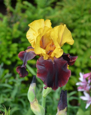 Iris-vonJessica.21-1.jpg