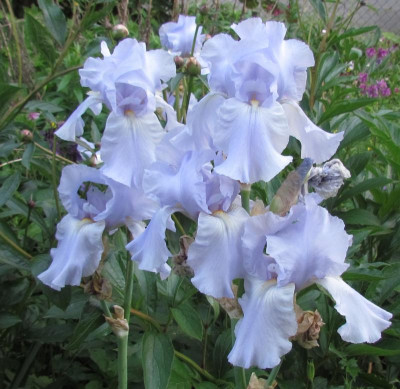 TB Blue Sapphire.JPG
