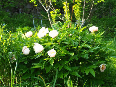 Paeonia Mai Fleurie 2 P5010003.JPG