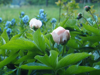 Paeonia Mai Fleuri + Amsonia P4250149.JPG