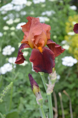 Iris-NatchezTrace.21-1.jpg