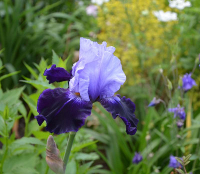 Iris-TemptingFate.21-1.jpg