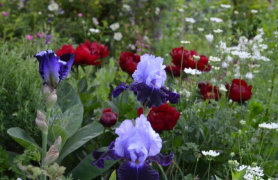 Iris-TemptingFate.21-2.jpg