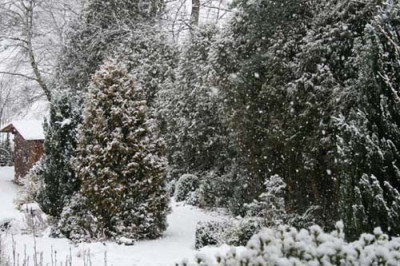 C0988_Schneefall.jpg