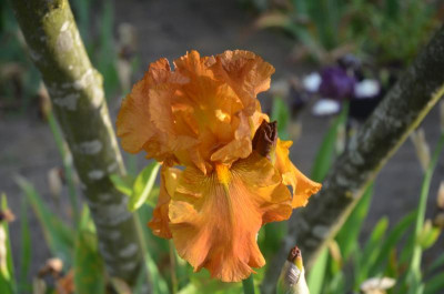D6979.JPG