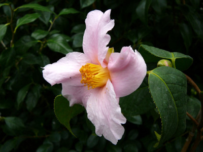 Huanica.jpg