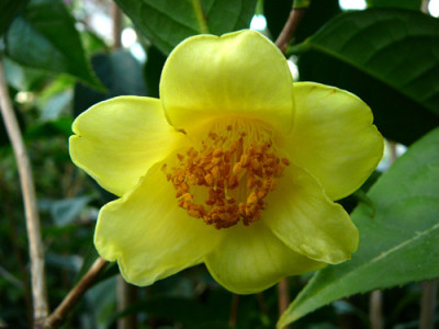 Achrysantha.jpg