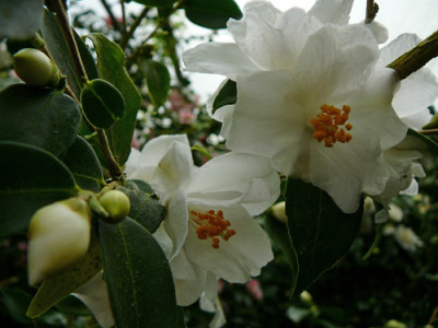 Euryoides.jpg