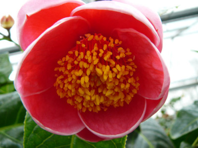 Amplexicaulis.jpg