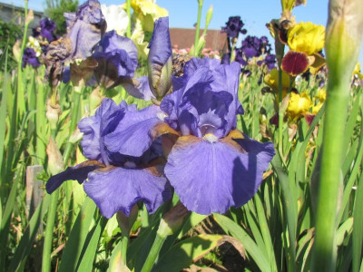 TB Tyrolean Blue.JPG