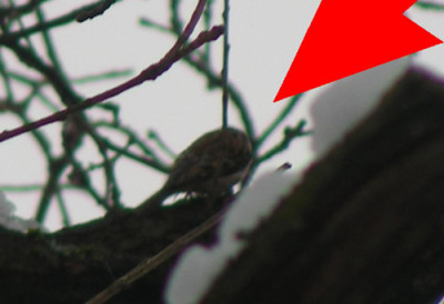 Waldbaumlaufer_w2.jpg