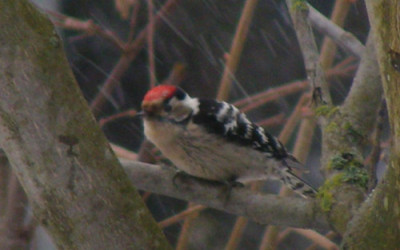 Kleinspecht11.jpg
