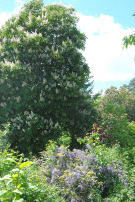 DSC_0452.JPG
